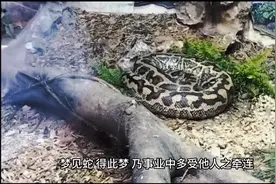 梦境：梦见蛇预示着什么？视频封面