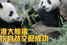香港大熊猫，首次自然交配成功。大熊猫战力有多强？视频封面