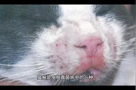 猫癣都有哪些症状表现。发现猫癣该如何治疗呢？视频封面