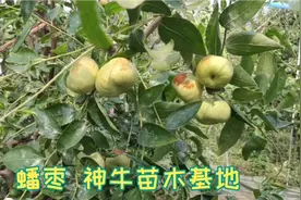 蟠枣树苗几年结果 蟠枣基地结果表现 蟠枣有那些特点视频封面