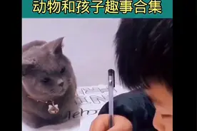 喵星人监督孩子写作业的搞笑合集视频封面