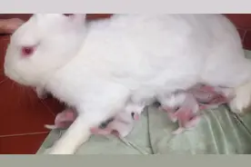 刚出生的小兔崽是怎样喝奶的呢？