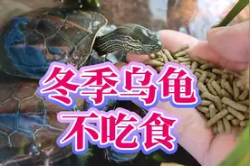 冬季乌龟不吃东西的三个原因和解决方法，冬天养龟方法和注意事项视频封面