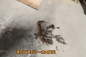 刚才在家里喝茶看到一条大蜈蚣，好吓人呀，刚好可以拿来做外用药视频封面