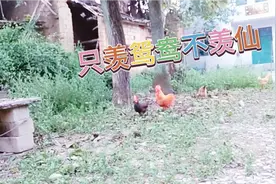 清晨，公鸡和情鸡在聚会。公鸡围着母鸡转圈是什么操作？艳福不浅