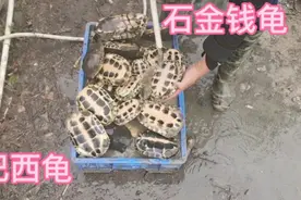巴西龟和石龟同池搞繁殖，小伙放干池水捉它们，好期待龟娃长啥样视频封面