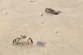 象山港海鲜识小录-弹乌与沙蟹，鲁迅笔下的跳鱼儿与螃蟹视频封面