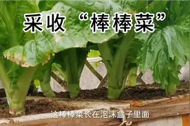 阳台上棒棒菜可以采收了，连根拔起的感觉很治愈！视频封面