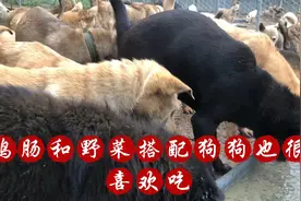 狗狗每餐都有青菜搭配，营养丰富又健康视频封面