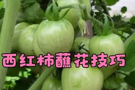 西红柿需要点花吗？怎样点花，以及点花的注意事项，看一下吧