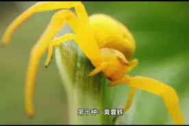 我国十大最毒蜘蛛视频封面