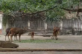 重庆动物园的水鹿、马鹿，列入国家重点保护野生动物名录二级……视频封面