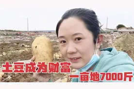 内蒙土豆减产一亩地收7000斤，利润却依然惊人，农民收入翻一翻！视频封面