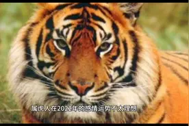 属虎人2022年感情运势视频封面