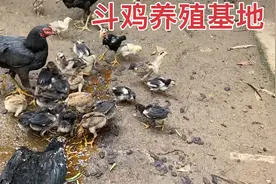 斗鸡养殖基地，以后买鸡可以找我视频封面