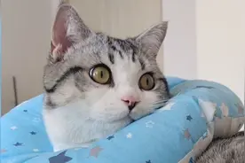 猫咪绝育后性情大变，有点无力招架视频封面