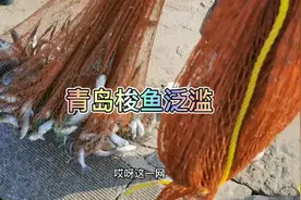 青岛沿海梭鱼泛滥，十几分钟就捞了一百多斤，最后连大妈都登场了视频封面
