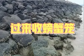 退潮来收螃蟹笼，第一个笼子就抓到海货，还有四条八爪鱼，发财了