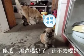 小奶狗一不小心就长大了，小家伙一发呆就忘记喝奶了