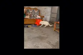 生活不易，狗子卖艺#视频封面