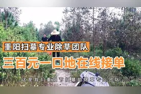 广西风俗之重阳扫墓除草团队，三百一口地，4个人一天承包了9口地视频封面