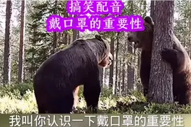 搞笑配音：两只狗熊吵架，还动了手，对话更逗！视频封面
