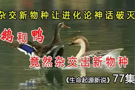 鹅和鸭竟然杂交出新物种！ 《生命起源新说》第77集视频封面
