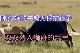 刚刚分娩的牛妈为保护孩子，最后不幸的让自己和孩子落入狮群手里视频封面