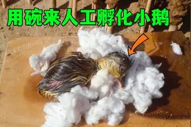 人工孵化小鹅，只需要沙子和碗就能完成，手把手教你怎么做视频封面