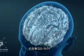 最优秀的生物机器，大脑的结构和功能，3D演示。。
