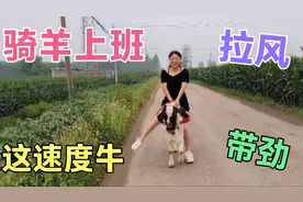 姑娘把羊当马骑，骑起来跑的真快啊，比马还牛🐂，真厉害视频封面