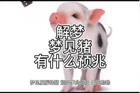 解梦，梦见猪有什么预兆