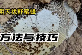 阴天野外大山寻找野蜜蜂，方法与技巧