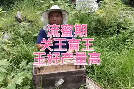 流蜜期采用关王育王的方法，蜂王品质好，蜂蜜产量高视频封面