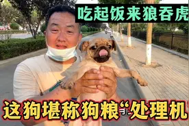 这狗吃饭狼吞虎咽，堪称狗粮“处理机”，这吃相网友看到都怕了视频封面
