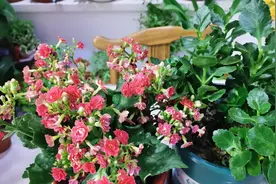 长寿花，6月要做2件事，不宜迟、不宜晚，做好易度夏，秋凉花更多