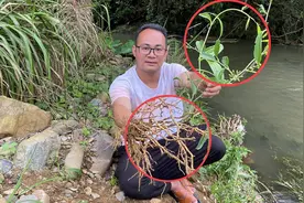 农村的伸筋藤煲猪脚，原来它的价值这么好，还有很多人不认识