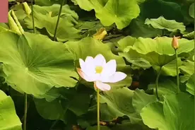 今天五月初一，为大家分享一首由路勇演唱的佛教歌曲：阿弥陀佛视频封面