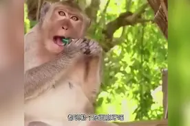 搞笑川渝方言配音：猴子吃东西，一口下去牙齿没了。视频封面