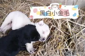 小奶狗睡觉不停抖动身子是因为在长身体吗？这两点是主要原因