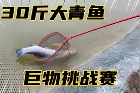 巨青挑战赛钓到30多斤大青鱼钓友180斤差点被鱼拉下水加油钓鱼人视频封面