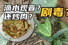 小伙用滴水观音炒肉？一家人吃的津津有味！