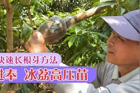 仙进奉冰荔高压树苗坏根烂根 荔枝果农父子俩一招解决 涨见识了视频封面