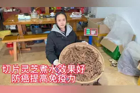 灵芝如何最简单食用方法呢，切片煮水效果好，防癌提高免疫力视频封面