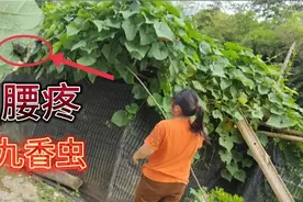 九香虫为何这么值钱，老人看到就抓，原来它有这么厉害的用途！视频封面