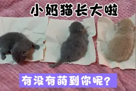 很多人好奇两只蓝猫怎么生出乳色小猫，今天来解答下，你们的疑问