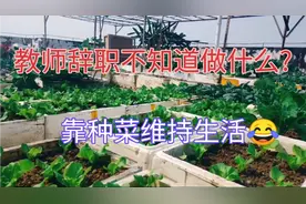 教师辞职后，不知道找什么工作?靠种菜来维持生活，顺便享受田园视频封面