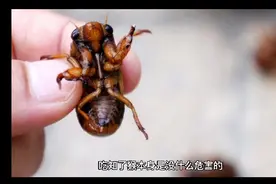 吃知了猴有什么危害？视频封面