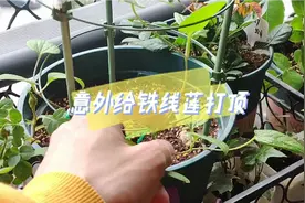 手欠……把铁线莲顶芽给搞断了！意外的打顶教学视频封面