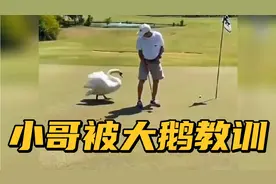 【搞笑配音】小哥被大鹅教训了一顿，全程太搞笑了视频封面